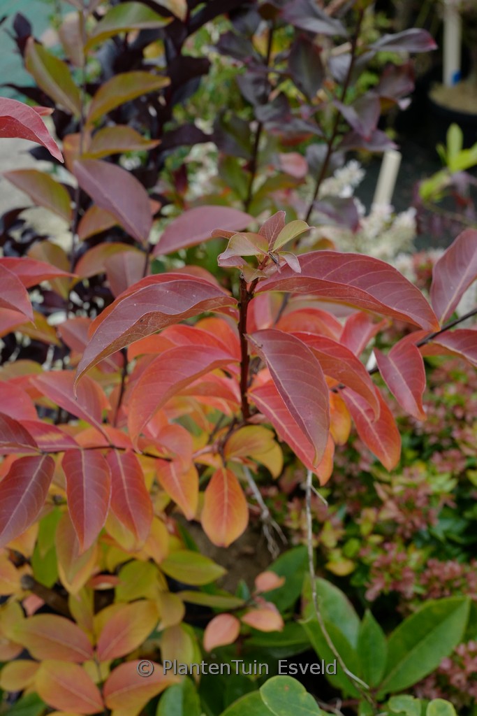 Lagerstroemia indica 'Sarah's Favorite'