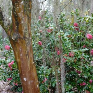Lagerstroemia indica 'Tuscarora'