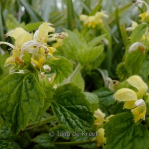 Lamiastrum galeobdolon 'Kirkcudbright Dwarf'