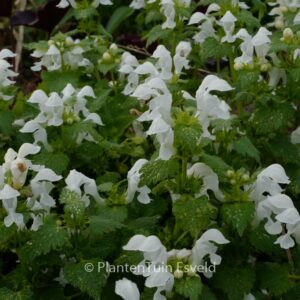 Lamium maculatum 'Album'