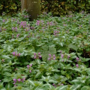 Lamium maculatum 'Roseum'