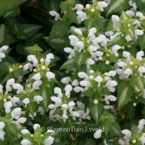Lamium maculatum 'White Nancy'