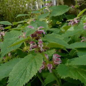 Lamium orvala