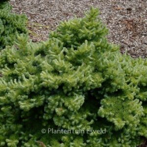 Larix kaempferi 'Blue Dwarf'
