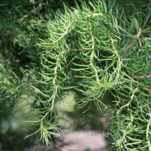 Larix kaempferi 'Diana'