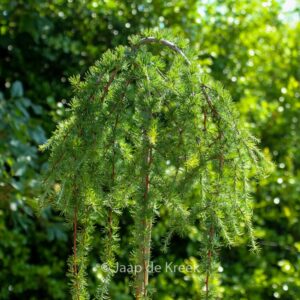 Larix kaempferi 'Stiff Weeper'