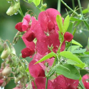 Lathyrus latifolius 'Red Pearl'