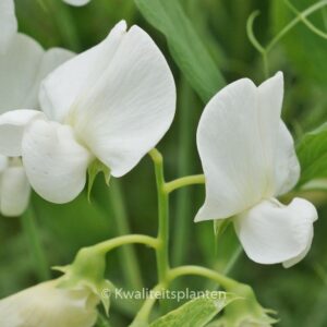 Lathyrus latifolius 'White Pearl'