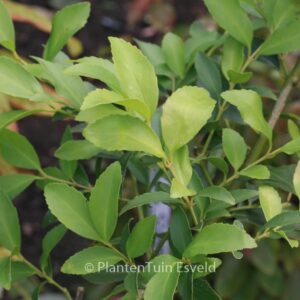 Laureliopsis philippiana