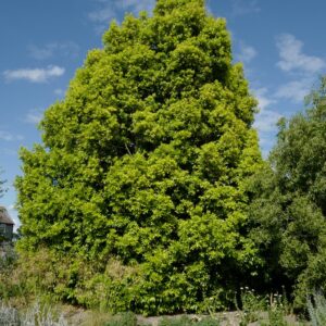 Laurus nobilis 'Aurea'