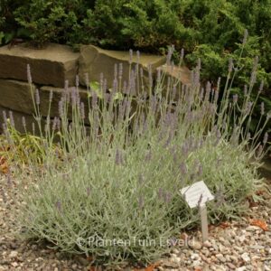Lavandula 'Richard Gray'