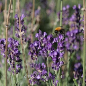 Lavandula angustifolia