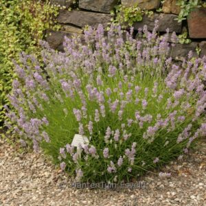 Lavandula angustifolia 'Lavender Lady'