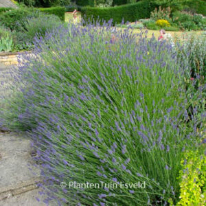 Lavandula intermedia 'Dutch'