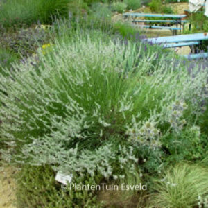 Lavandula intermedia 'Edelweiss'