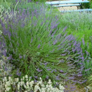 Lavandula intermedia 'Grosso'