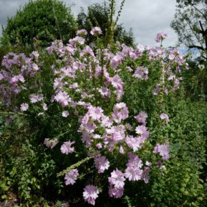 Lavatera 'Barnsley'