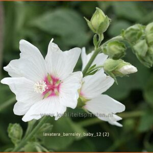 Lavatera 'Barnsley Baby'