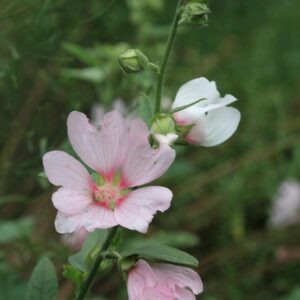 Lavatera 'Blushing Bride'