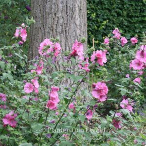 Lavatera 'Bredon Springs'
