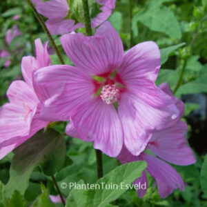 Lavatera 'Rosea'