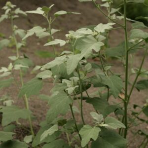 Lavatera 'Silver Barnsley'