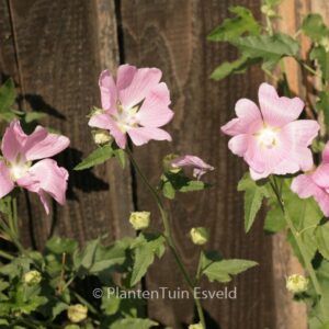 Lavatera thuringiaca