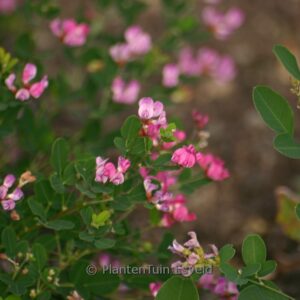 Lespedeza bicolor 'Summer Beauty'