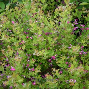 Lespedeza bicolor 'Yakushima'