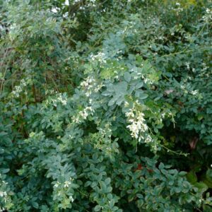 Lespedeza polystachya