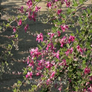 Lespedeza thunbergii
