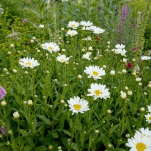 Leucanthemum 'Brightside'