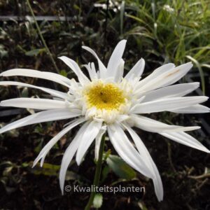 Leucanthemum 'Christine Hageman'