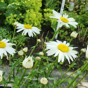 Leucanthemum 'Snow Cap'