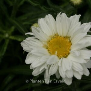 Leucanthemum 'Victorian Secret'