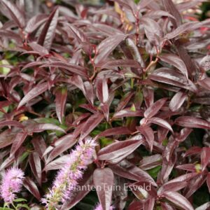 Leucothoe 'Zebekot' (CARINELLA)