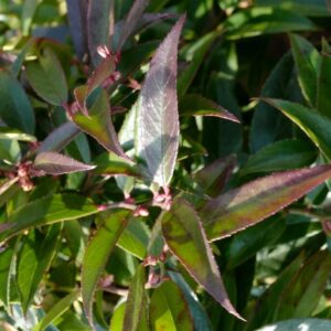 Leucothoe axillaris 'ReJoyce'