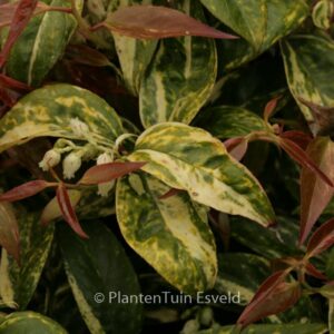 Leucothoe fontanesiana 'Makijaz'