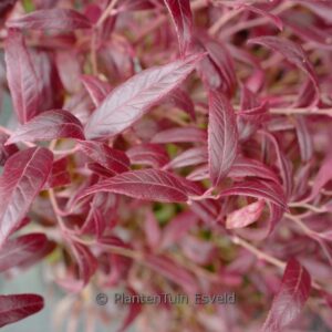 Leucothoe fontanesiana 'Simsalabim'