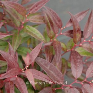 Leucothoe keiskei 'Royal Ruby'
