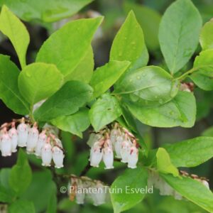 Leucothoe racemosa
