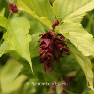 Leycesteria formosa 'Golden Lantern'