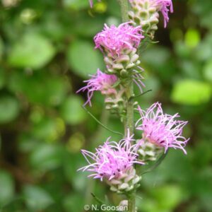 Liatris aspera