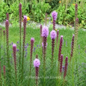 Liatris spicata