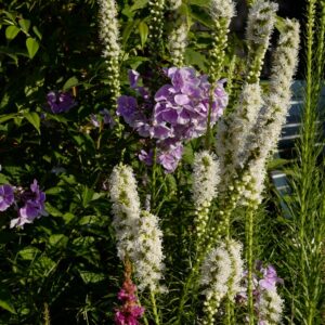 Liatris spicata 'Alba'
