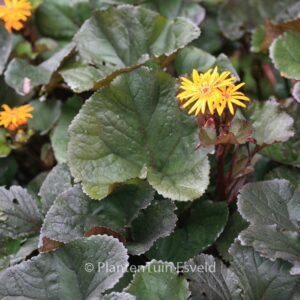 Ligularia dentata 'Britt-Marie Crawford'