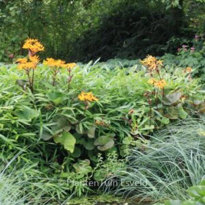 Ligularia dentata 'Othello'