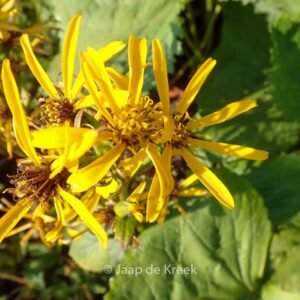 Ligularia hessei 'Gregynog Gold'