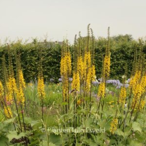 Ligularia stenocephala 'The Rocket'