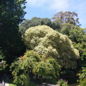 Ligustrum lucidum 'Tricolor'